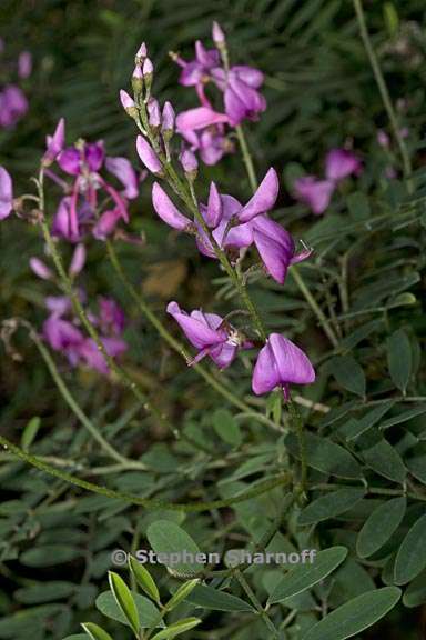 indigofera australis 2 graphic